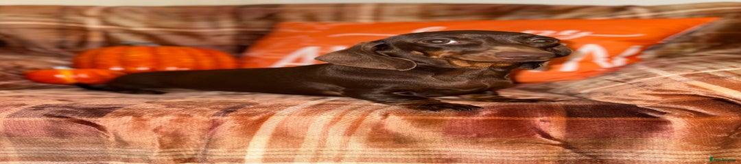 Miniature Dachshund Puppy 3