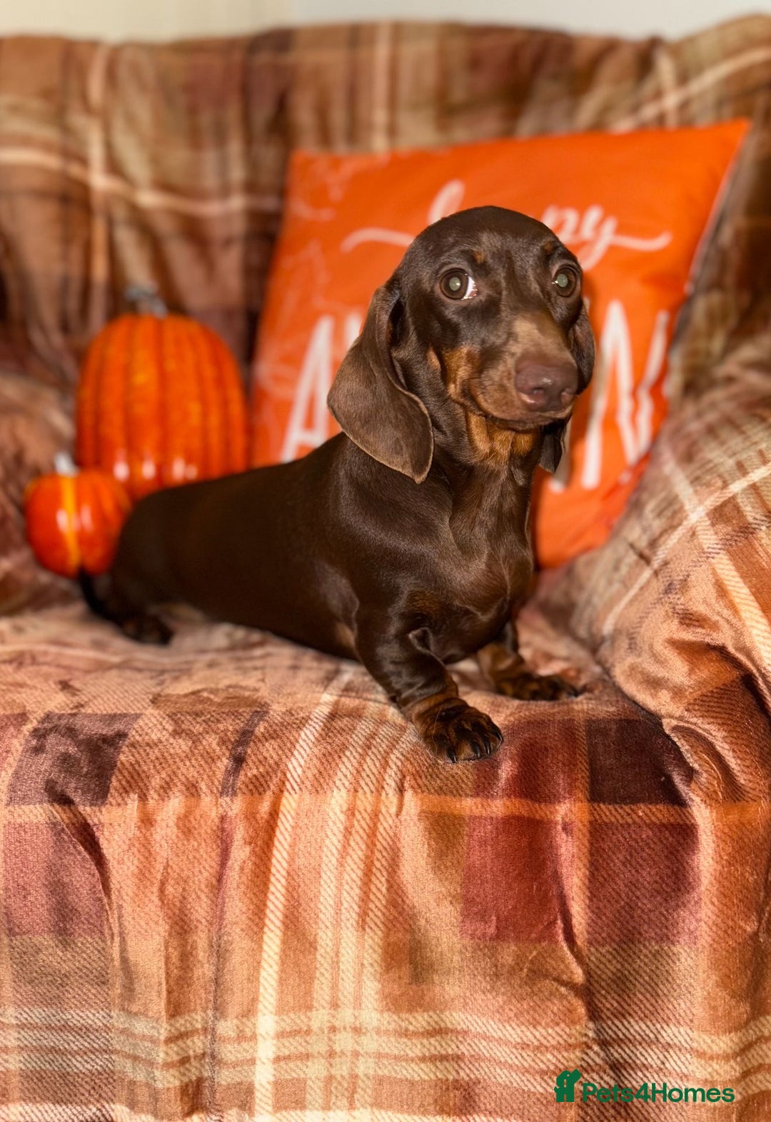 Miniature Dachshund dogs for sale: ⭐️Three stunning KC Mini Dachshunds⭐️  - Image 7