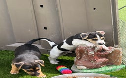 Jack Russell dogs for sale: 🐾Jack Russell Puppies🐾 - Image 35