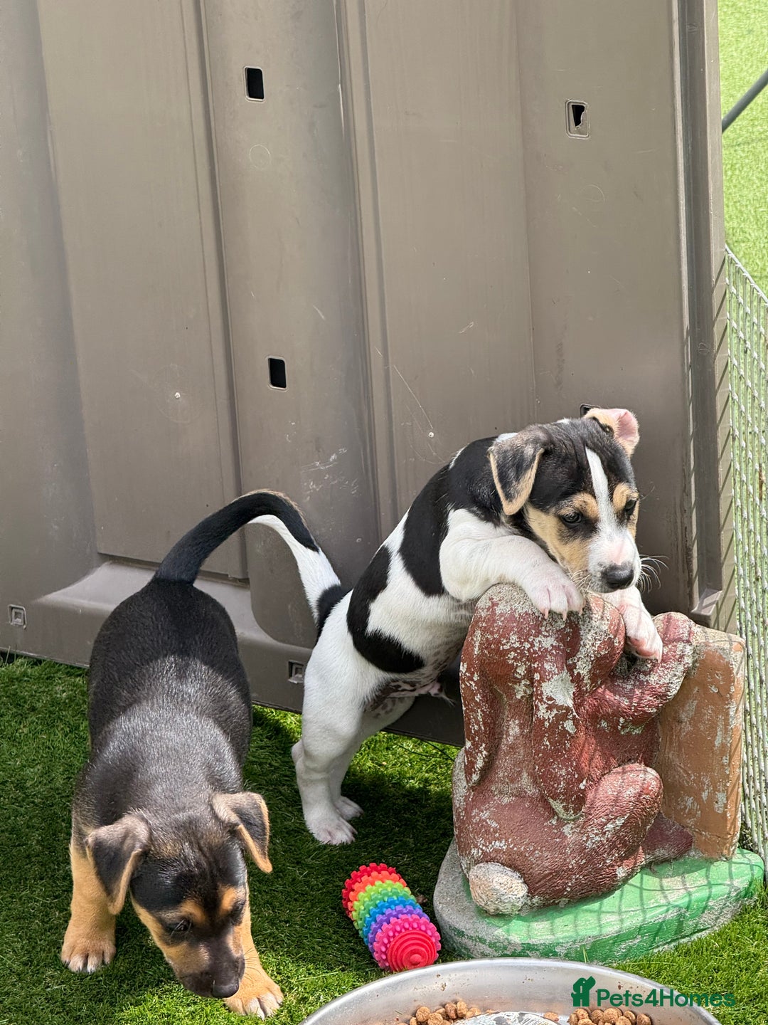 Jack Russell dogs for sale: 🐾Jack Russell Puppies🐾 - Image 35