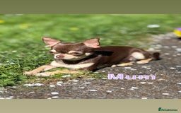 Chihuahua dogs for sale: Smooth coated and apple head chihuahua  - Image 8