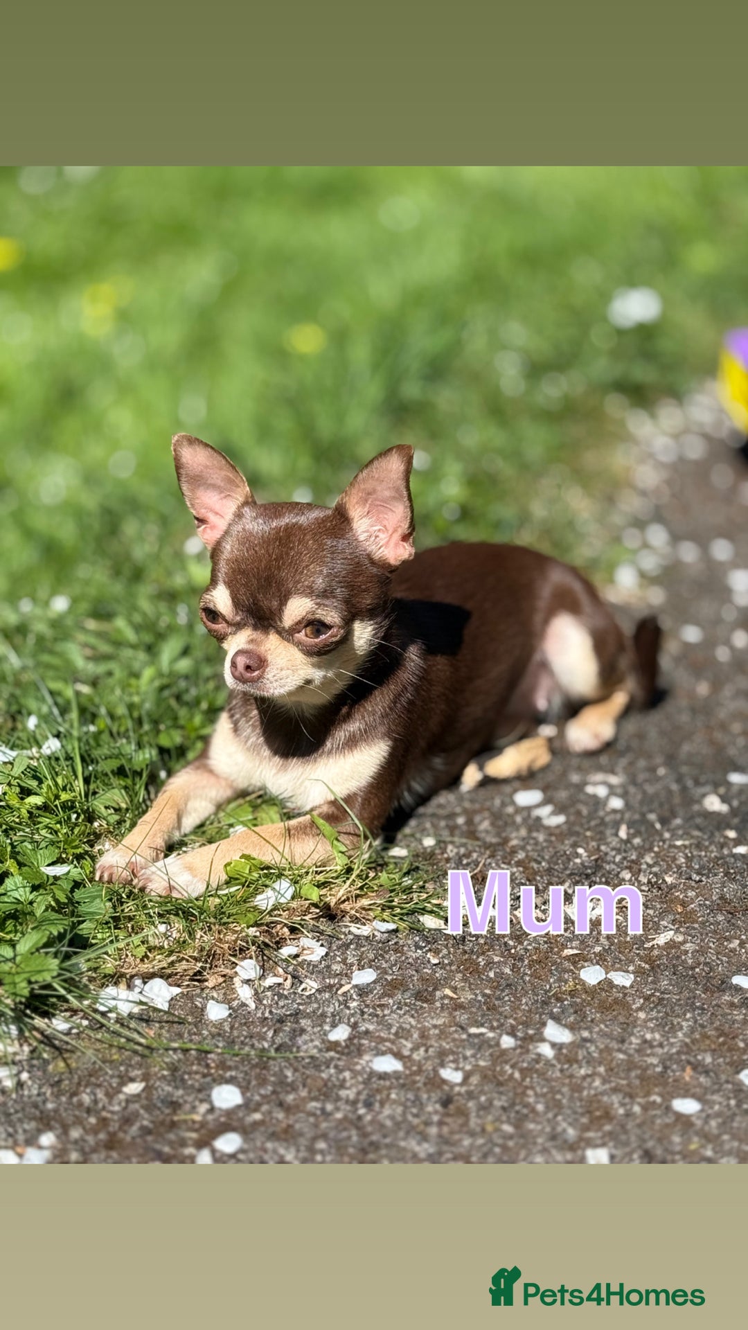 Chihuahua dogs for sale: Smooth coated and apple head chihuahua  - Image 8