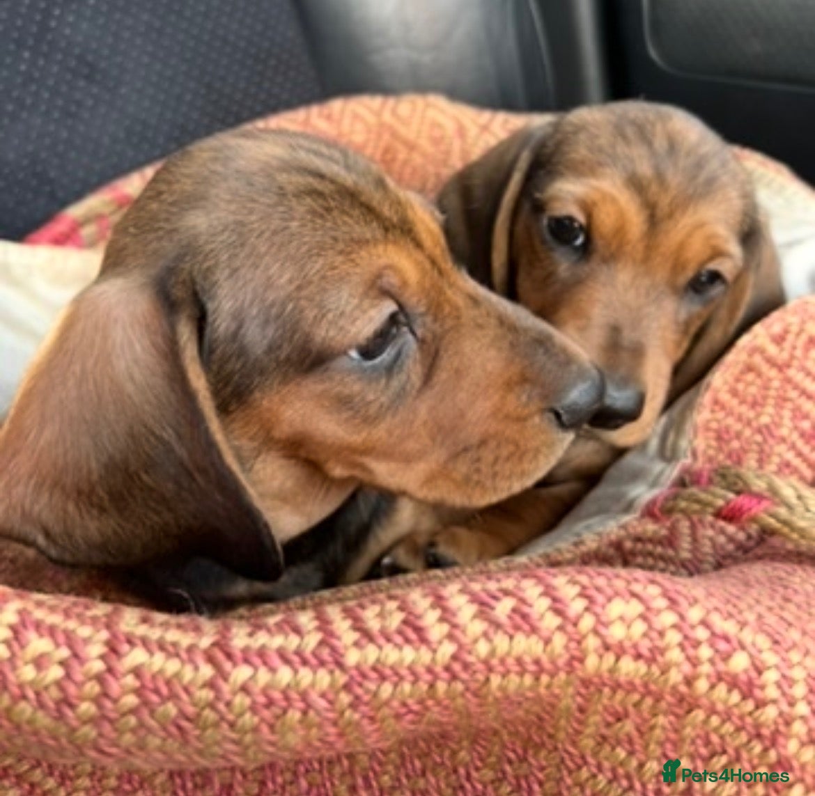 Miniature Dachshund dogs  Beautiful KC Shaded Red miniature Dachshund Boys - Advert 9