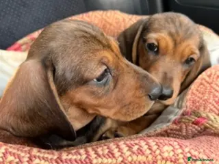 Miniature Dachshund dogs Beautiful KC Shaded Red miniature Dachshund Boys - Advert 9