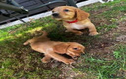 Cocker Spaniel dogs for sale: A litter of 6 gorgeous cocker spaniel puppies - Image 3