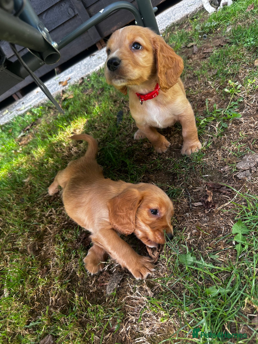 Cocker Spaniel dogs for sale: A litter of 6 gorgeous cocker spaniel puppies - Image 3