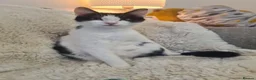Mixed Breed cats for sale: 4 beautiful boys  - Advert 8