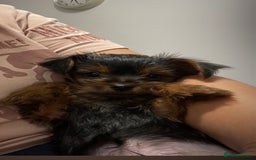 Yorkshire Terrier dogs for sale: Mini yorkshire terrier boy   - Image 14