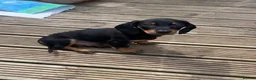 Dachshund dogs for sale: Bruno  in Blackpool - Advert 2