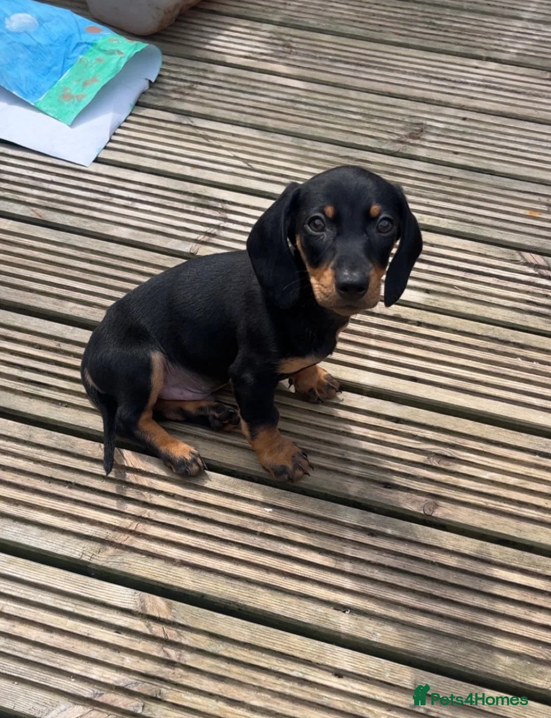 Dachshund dogs for sale: Bruno  in Blackpool - Advert 2