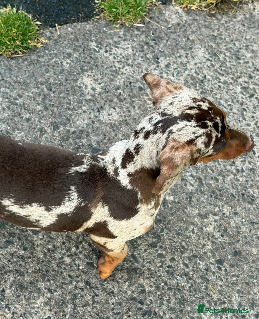 Miniature Dachshund dogs for sale: xXx Chocolate dapple 6 month female xXx - Advert 2