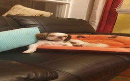 Shih Tzu dogs for sale: 5 stunning kc registered shih tzu pups - Image 18