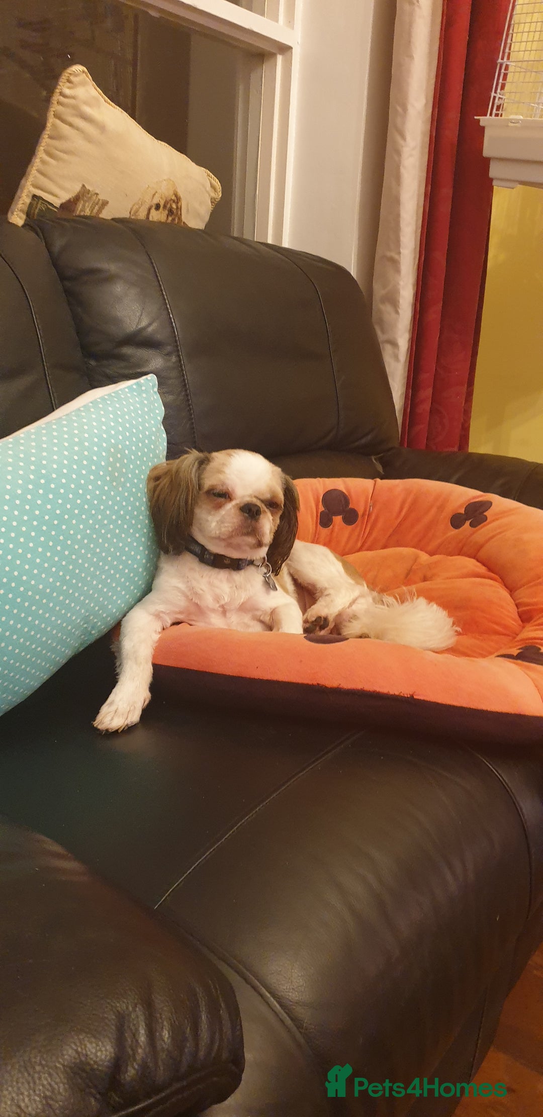 Shih Tzu dogs for sale: 5 stunning kc registered shih tzu pups - Image 18
