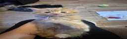 Domestic Shorthair cats for sale: Ginger girl/boy Black girl/boy kittens for sale  in Loughborough - Advert 23