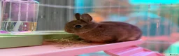 Netherland Dwarf rabbits for sale: Pure Netherland Dwarfs - Advert 7