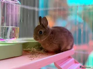 Netherland Dwarf rabbits Pure Netherland Dwarfs - Advert 3