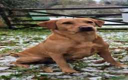 Labrador Retriever dogs for sale: KC REG Labrador working Line Fox Red - Image 5