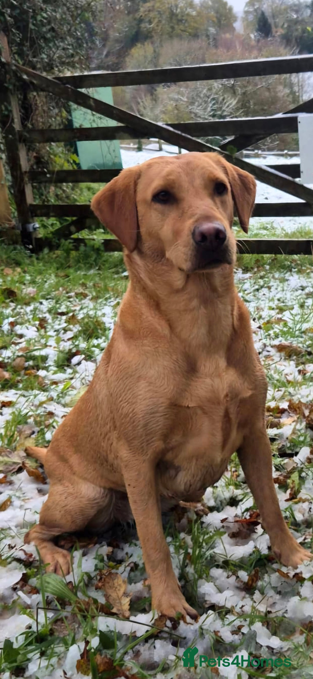 Labrador Retriever dogs for sale: KC REG Labrador working Line Fox Red - Image 5