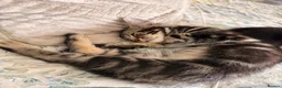 Domestic Shorthair cats for sale: Kittens for sale - Advert 30