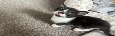 Mixed Breed Kitten 4