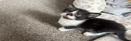 Mixed Breed cats for sale: 4 beautiful kitties one calico - Advert 4