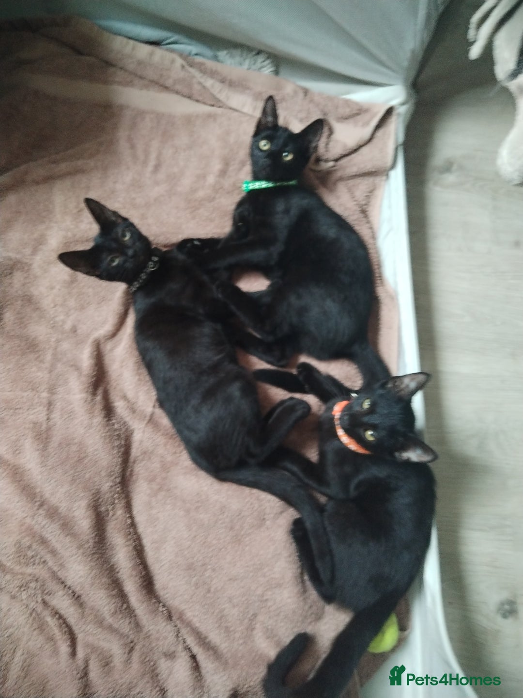 Mixed Breed cats for sale: Kittens  - Image 3