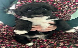 Mixed Breed dogs for sale: Expected puppies - Image 5