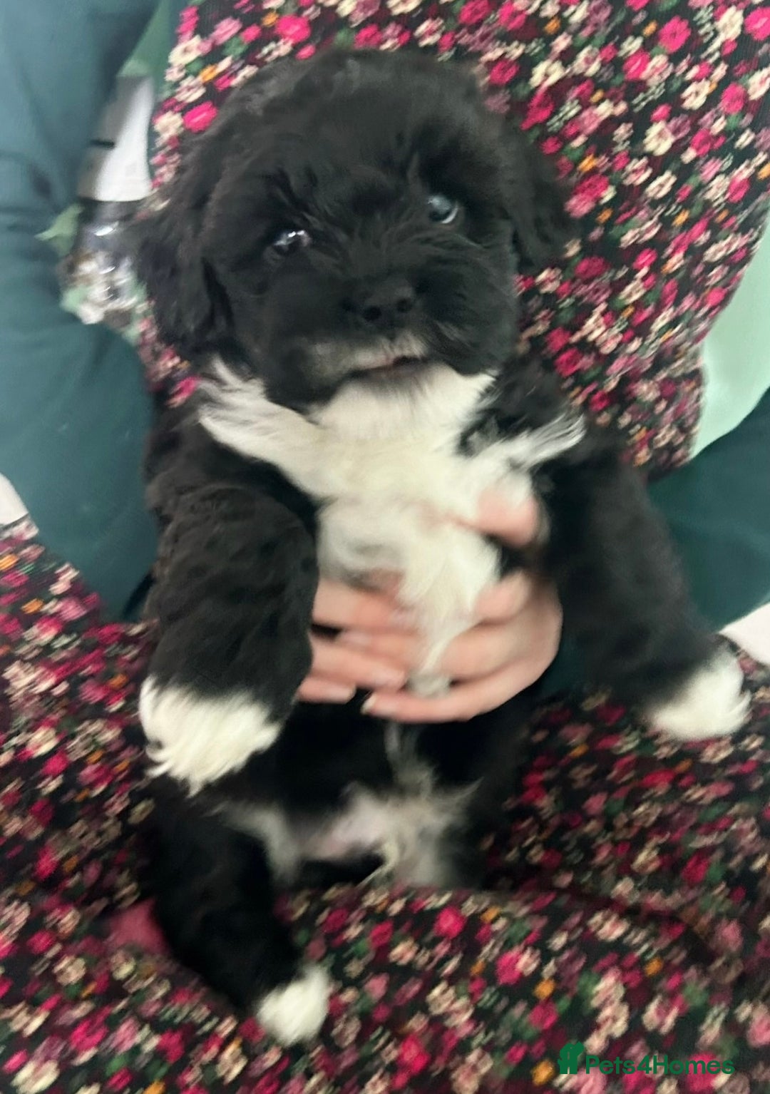 Mixed Breed dogs for sale: Expected puppies - Image 5