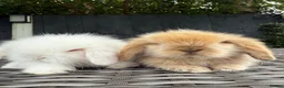 Mini Lion Lop rabbits for sale: Beautiful Mini Lion Lop Boys - Advert 11