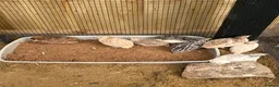 Quail poultry for sale: 11 coturnix quails 10 girls 1 boys.  - Advert 6