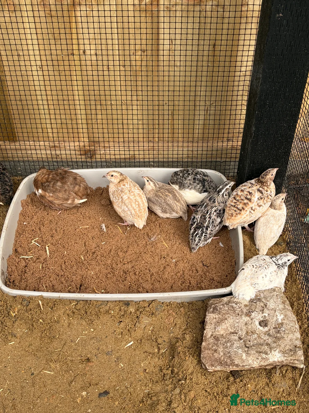 Quail poultry for sale: 11 coturnix quails 10 girls 1 boys.  - Advert 6