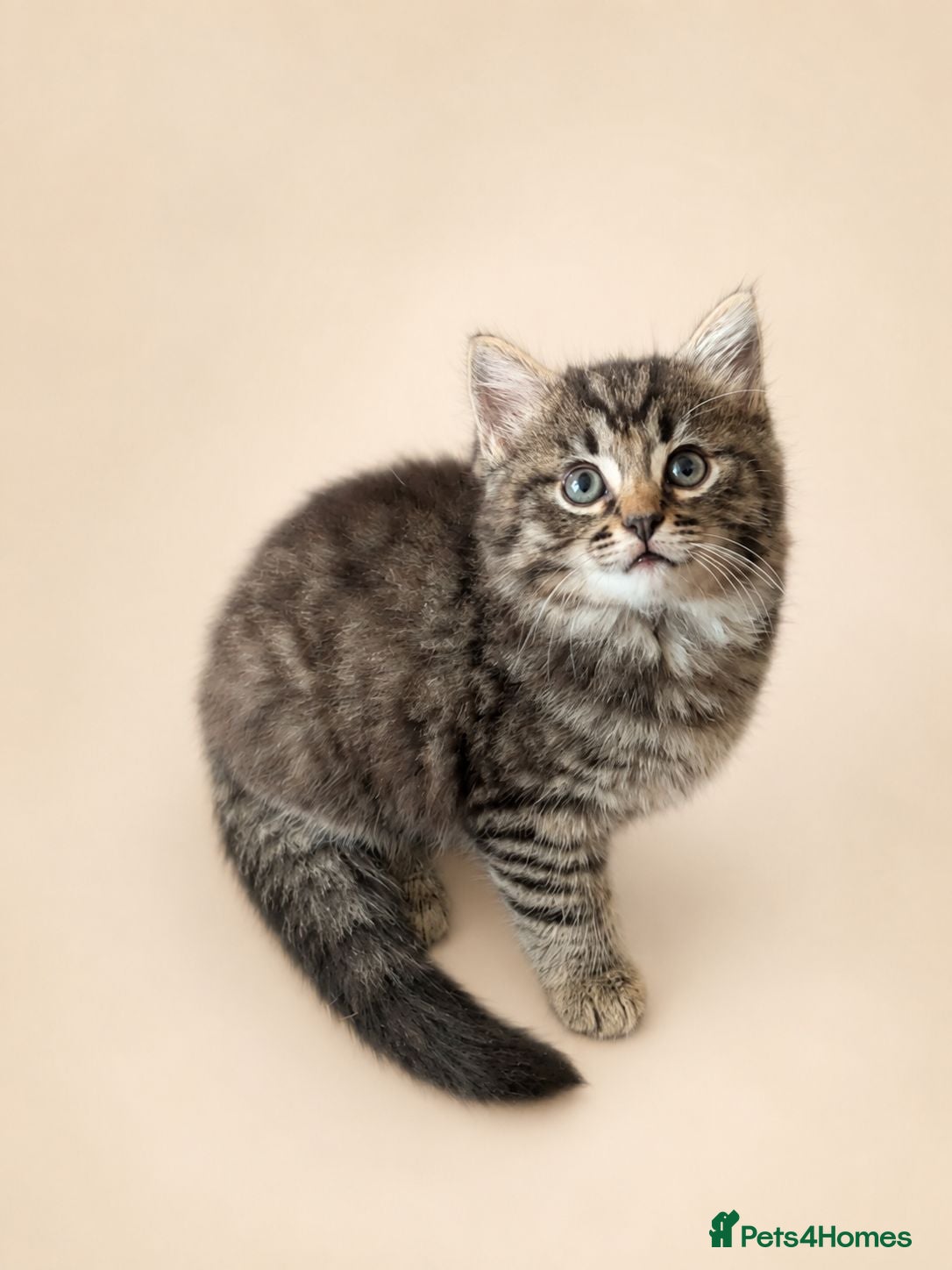 Mixed Breed cats Ragdoll Tabby Mix Fluffy Home Reared Kittens 2M/2F - Advert 2