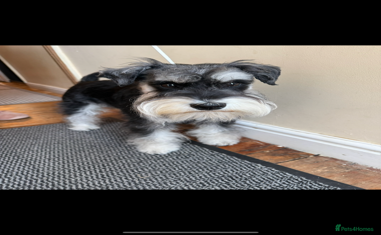Miniature Schnauzer dogs in Portsmouth - Advert 1