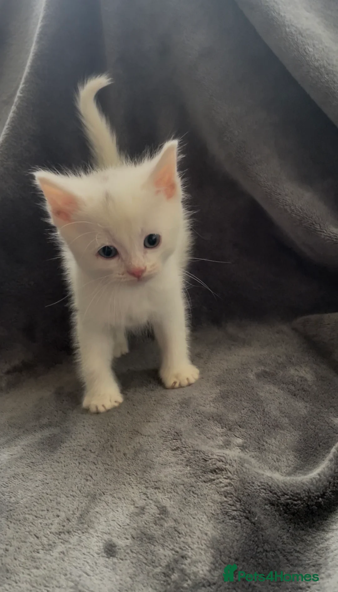 Mixed Breed cats for sale: Kittens ready to leave  - Advert 2