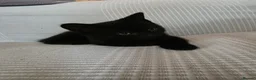 Mixed Breed cats for sale: Black Kitten - Advert 7