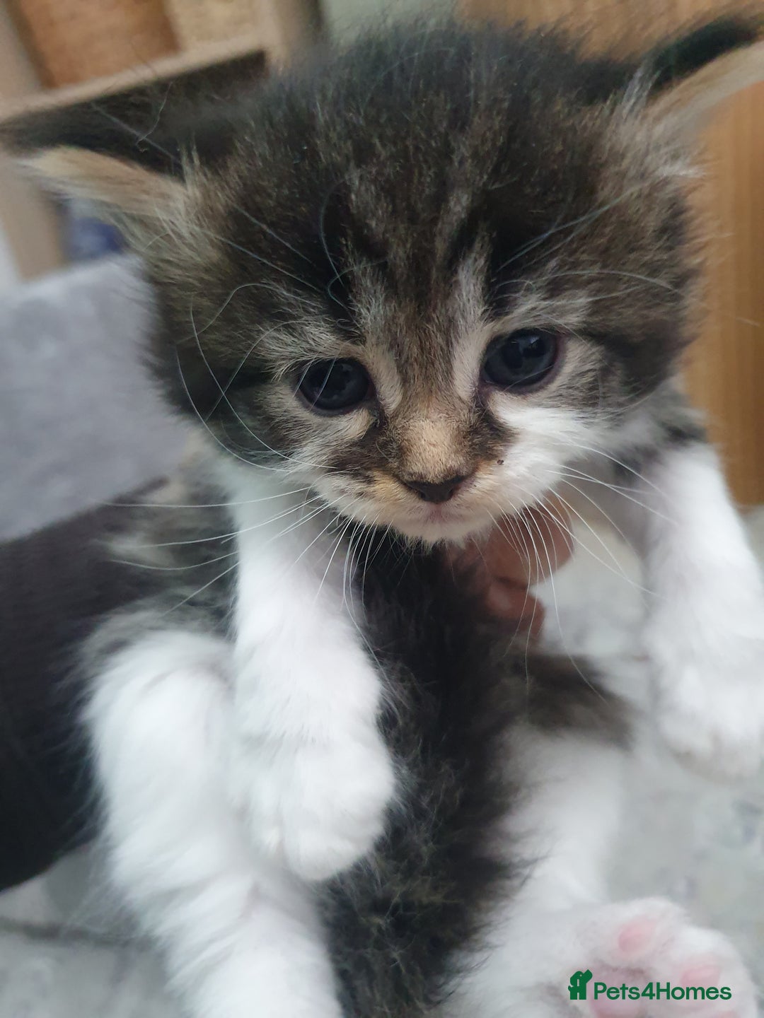 Mixed Breed cats for sale: Maincoon/ragdoll&Siberian kittens [price varies] - Image 2