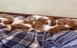 Cavalier King Charles Spaniel dogs for sale: King Charles cavalier puppies  - Image 8
