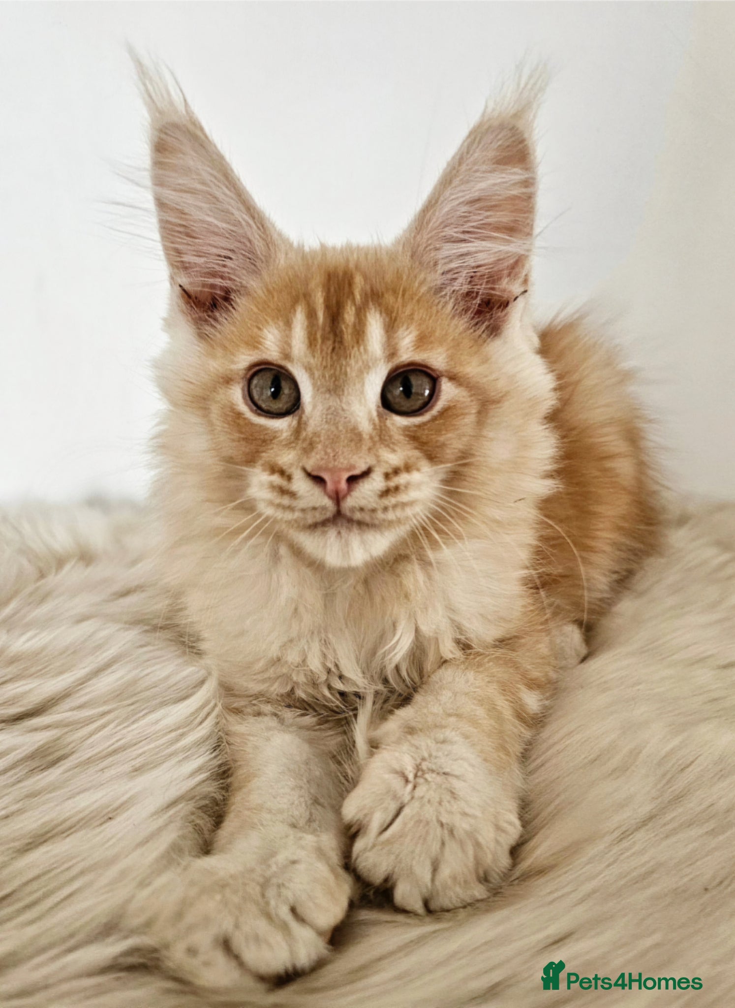 Maine Coon cats Stunning Maine Coon kittens  - Advert 1