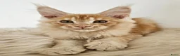 Maine Coon cats for sale: Stunning Maine Coon kittens  - Advert 3
