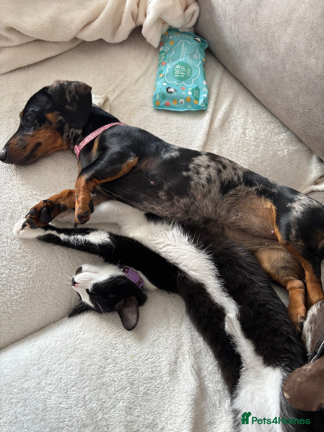 Miniature Dachshund dogs for sale: Rehoming x2 dachshunds  - Advert 8