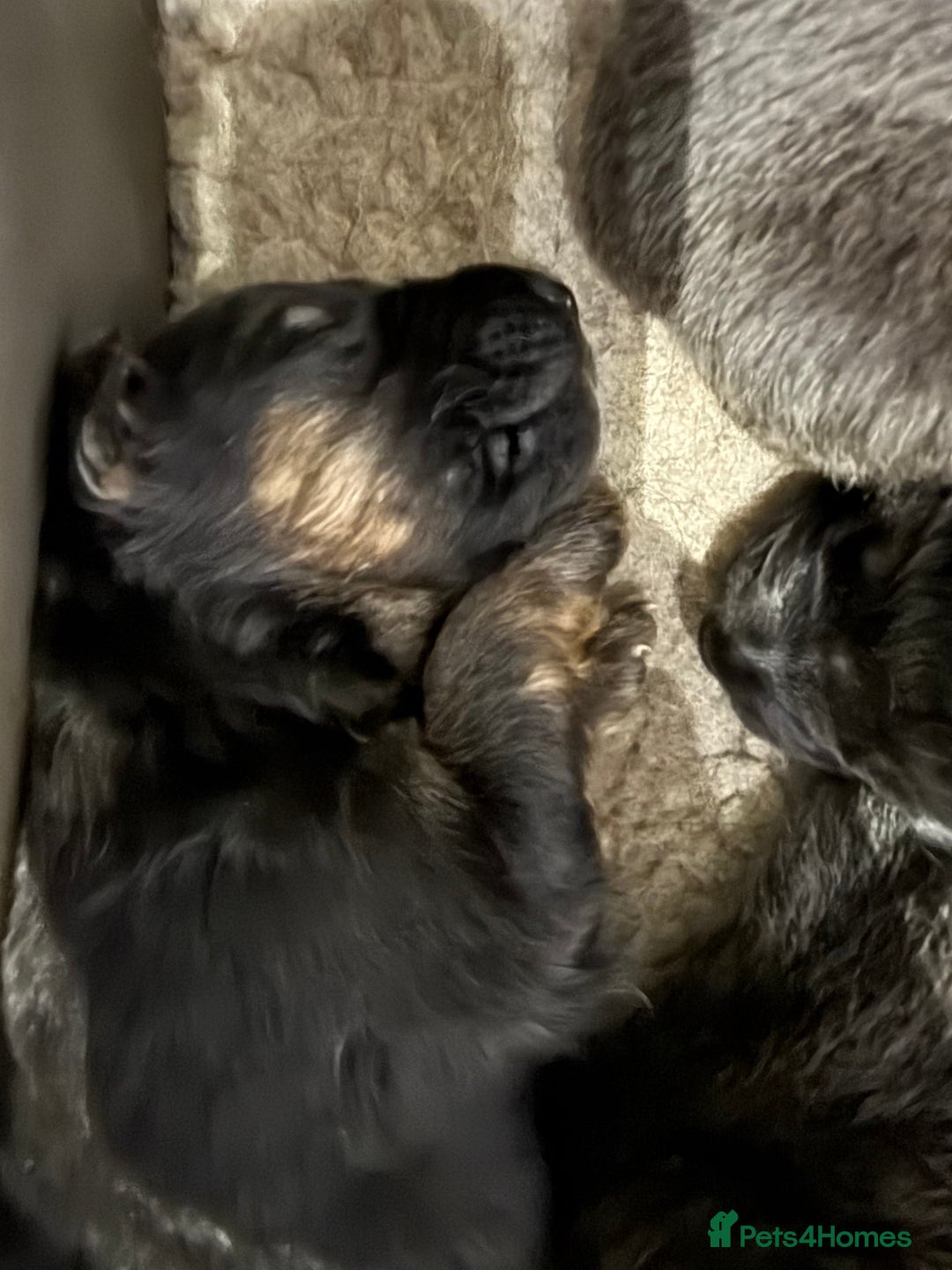 German Shepherd dogs for sale: KC GSD long coat.  Fantastic bloodlines.  - Advert 10