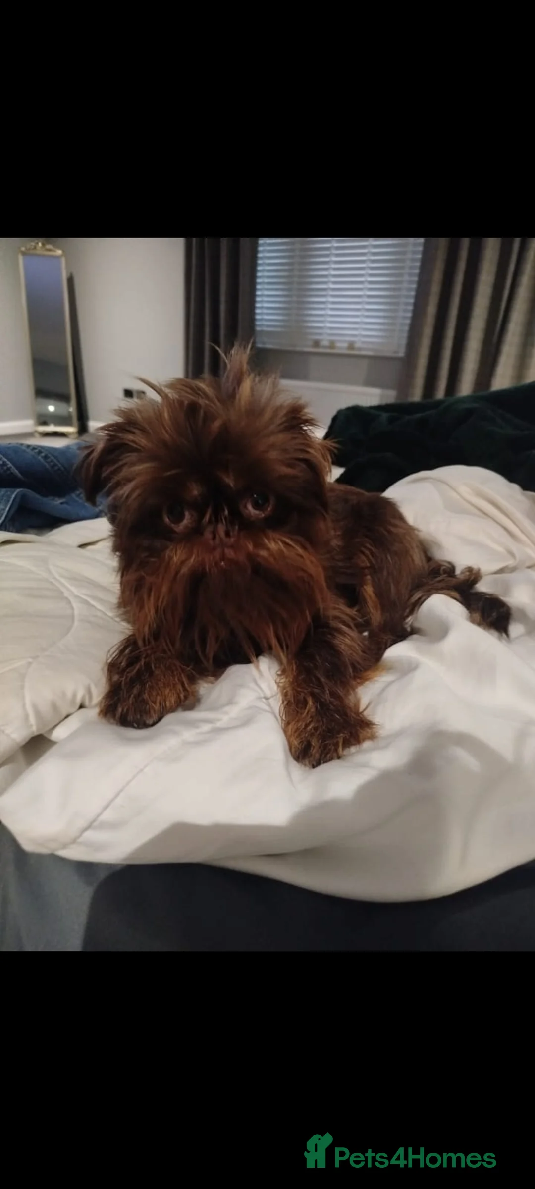 Griffon Bruxellois dogs for sale: Adorable chocolate boy - Advert 7