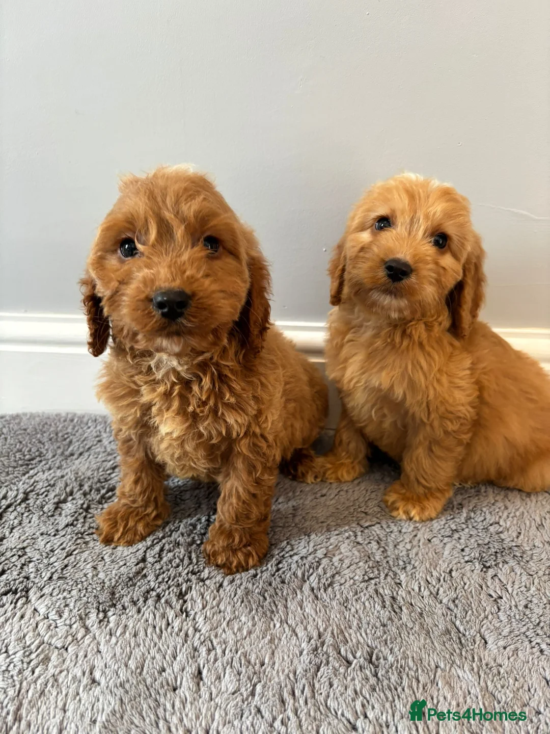 Cockapoo dogs for sale: Cockapoo puppies ready now  - Advert 4
