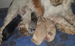 Cockapoo dogs for sale: F1 Minature Cockapoos - Image 9