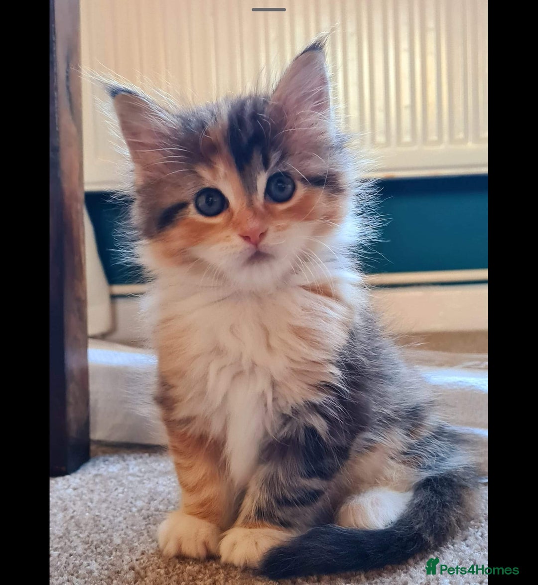 Maine Coon cats for sale: Active female maincoon gccf and tica - Image 10