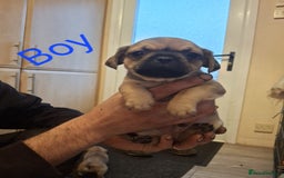 Jug dogs for sale: Jug puppies - Image 3