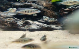 Cichlids fish for sale: True Parrots (Hoplarchus Psittacus) - Image 5