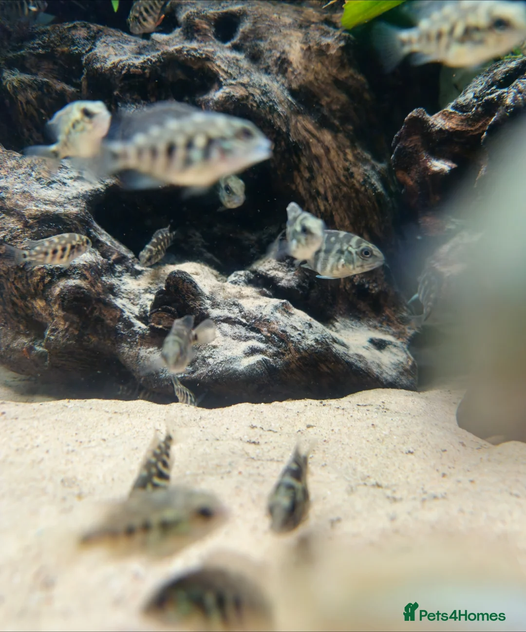 Cichlids fish for sale: True Parrots (Hoplarchus Psittacus) - Advert 8