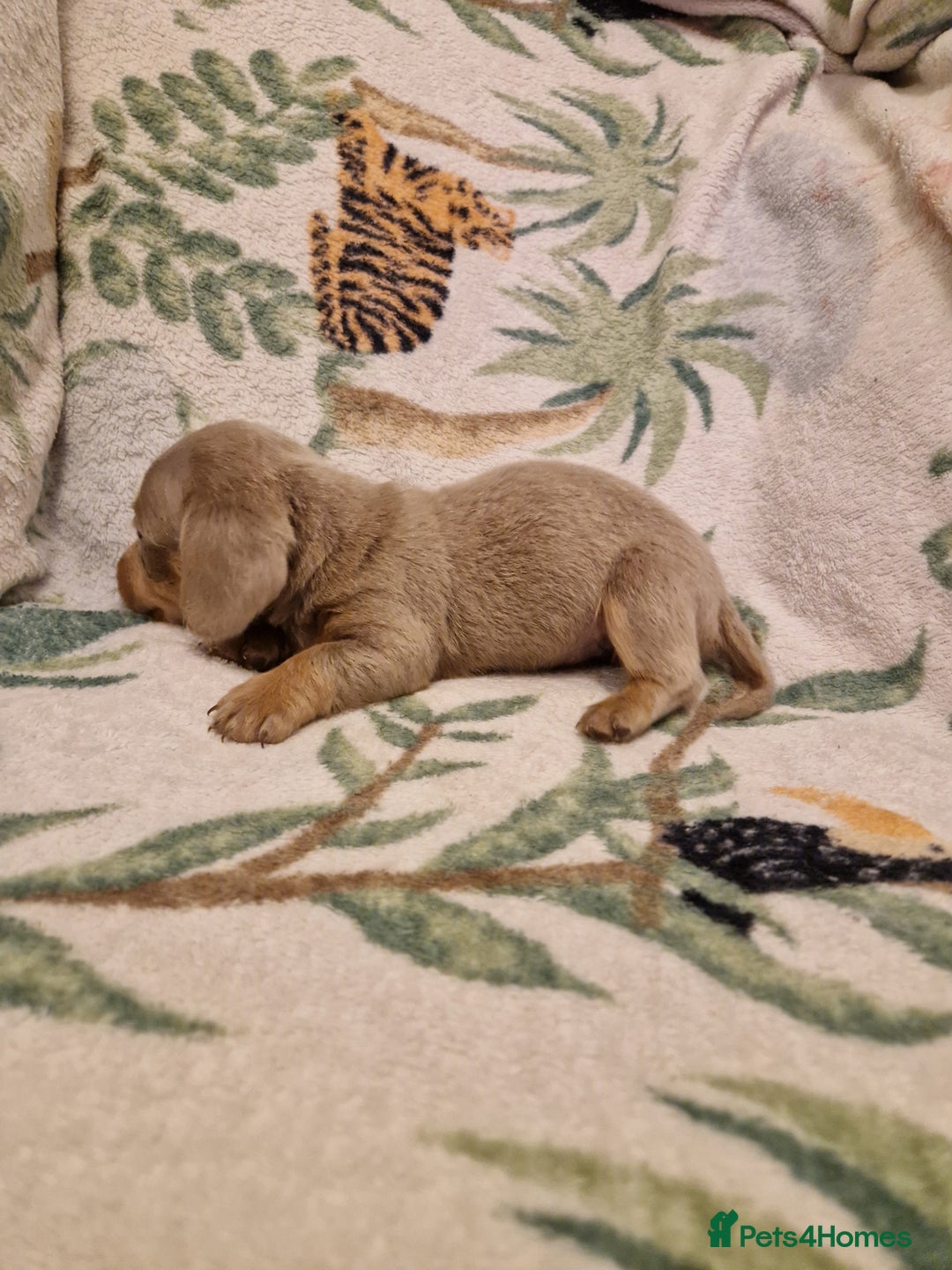 Miniature Dachshund dogs for sale: ⭐️🌈Beautiful miniature dachshunds🌈⭐️ - Advert 8