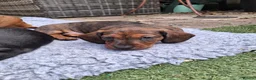 Dachshund dogs for sale: Karen in Swindon - Advert 5